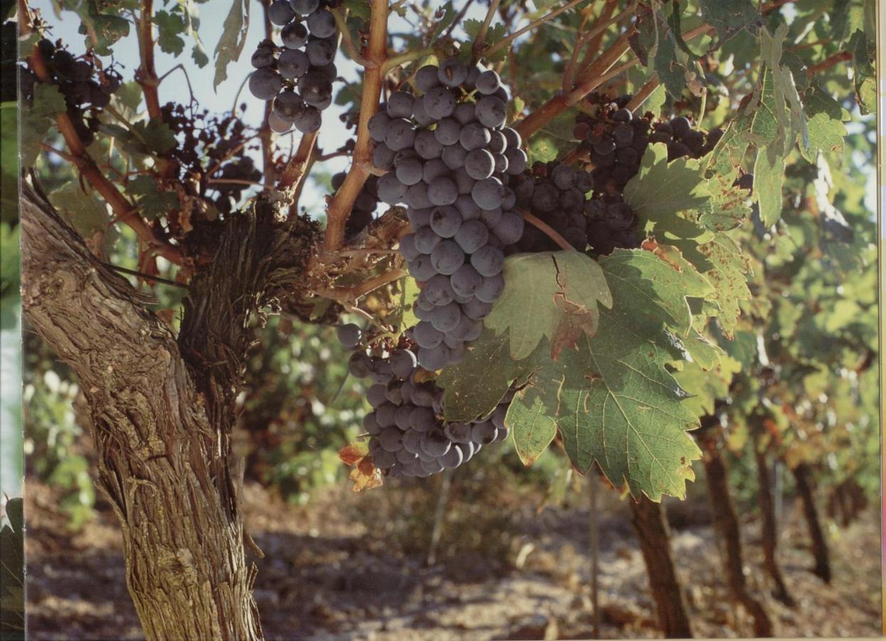 Alojamiento Rural Pueblo De La Ribera Peñafiel Eksteriør billede